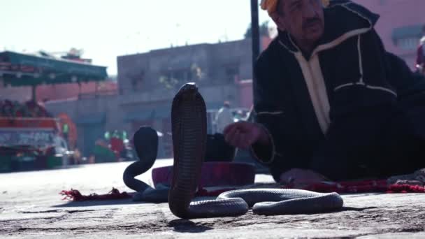 밖에 카펫 위에 앉아 있는 주머니쥐와 함께 거리에 있는 코브라 뱀 — 비디오