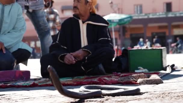 Cobra snake on city street with snale charmer sitting on carpet outdoors — Αρχείο Βίντεο