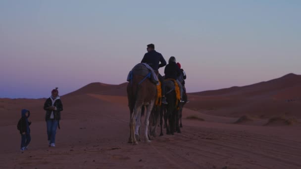 Beduino conduce caravana de camellos con turistas a través de la arena en el desierto — Vídeo de stock
