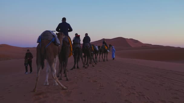 Beduin prowadzi przyczepę wielbłądów z turystami przez piasek na pustyni — Wideo stockowe