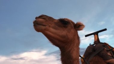 Sahra Çölü 'ndeki kum tepelerinde duran karavan devesi.