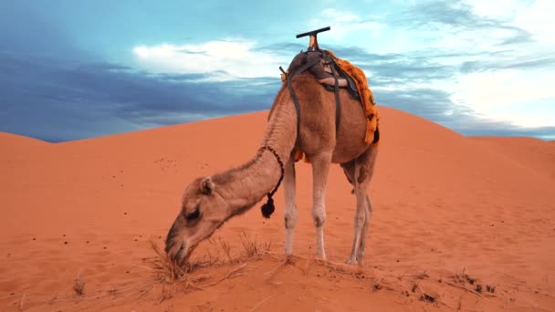 Przyczepa wielbłądy wypasu świeże liście drzew na Saharze pustyni przed niebem — Wideo stockowe