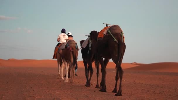 Beduíno leva caravana de camelos com turistas através da areia no deserto — Vídeo de Stock