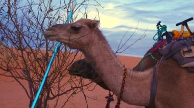 Sahra Çölü 'nde gökyüzüne karşı taze ağaç yaprakları otlayan kervan develeri.