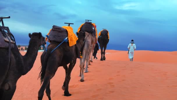 Los beduinos en traje tradicional conducen camellos a través de la arena en el desierto — Vídeo de stock