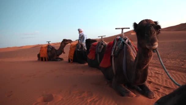 Przyczepa wielbłąda stojącego na wydmach na Saharze — Wideo stockowe