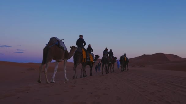 Beduin leder husvagn av kameler med turister genom sanden i öknen — Stockvideo