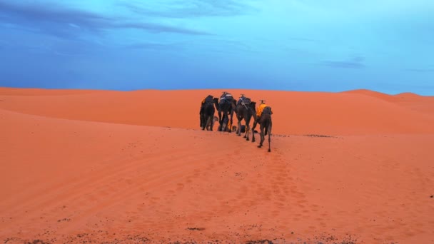 Bédouins en tenue traditionnelle conduisant les chameaux à travers le sable dans le désert — Video