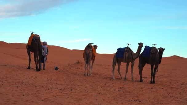 Beduiner i traditionell klänning ledande kameler genom sanden i öknen — Stockvideo