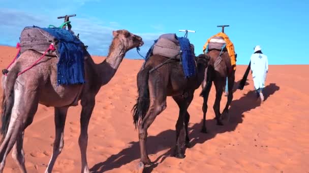 砂漠の砂の中をラクダを導く伝統的なドレスのベドウィン — ストック動画