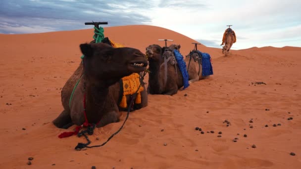 Przyczepa wielbłąda stojącego na wydmach na Saharze — Wideo stockowe