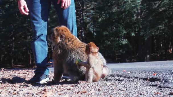 Mono marrón femenino con bebé sentado al lado del camino de asfalto en tiempo soleado — Vídeos de Stock