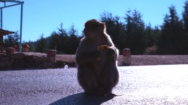 Güneşli bir havada asfalt yolda bebekle oturan kahverengi bir maymun. — Stok video