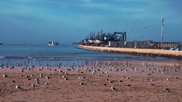 Чайки отдыхают на песке на пляже в солнечный день на фоне драматического неба — стоковое видео