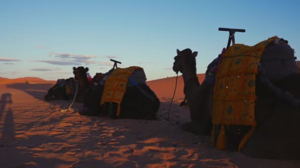 Sahra Çölü 'ndeki kum tepelerinde duran karavan devesi. — Stok video