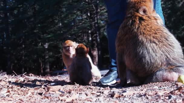 Női barna majom bébiszitter mellett aszfalt út napsütéses időben — Stock videók