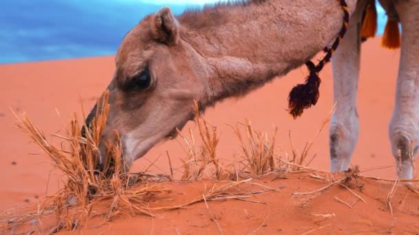 Husvagnskameler betar färska trädlöv i Saharaöknen mot himlen — Stockvideo