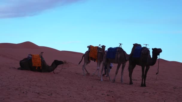 Beduiner i traditionell klänning ledande kameler genom sanden i öknen — Stockvideo