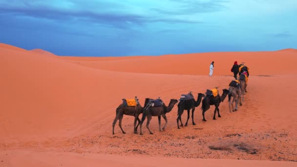 Los beduinos en traje tradicional conducen camellos a través de la arena en el desierto — Vídeo de stock
