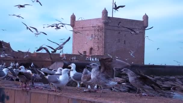 Burung camar terbang di sekitar pasar perikanan di Essaouira, Maroko. — Stok Video