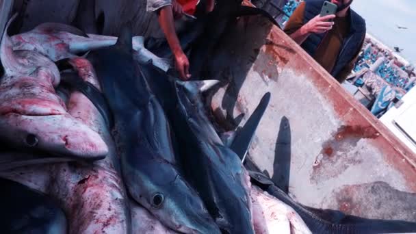 Płetwy rekina. Martwe rekiny na rynku połowowym w porcie rybackim w Essaouira. — Wideo stockowe