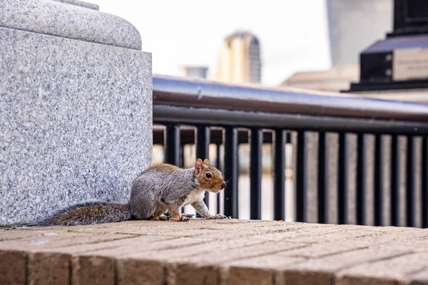 Cute little fluffy squirrel perched on surrounding wall in city — Stock Photo, Image