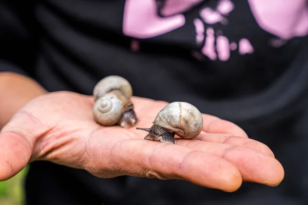 Närbild Person Hand Hålla Små Bruna Sniglar Öppen Handflata Små — Stockfoto