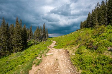 Patikanın her iki tarafındaki çalılar ve ağaçların manzarası. Yoğun ladin ağaçları bulutlu gökyüzüne karşı tepede