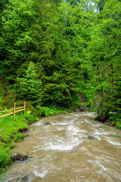 Vista Panorâmica Pequenos Fluxos Fluxo Através Floresta Verde Natureza Creek — Fotografia de Stock