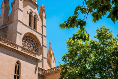 Ortaçağ La Seu katedrali ve ağacı alçak açılı görünüyor. Açık mavi gökyüzüne karşı Gotik tarzı kilise. Eski tarihi şehirde güzel bir dini bina.
