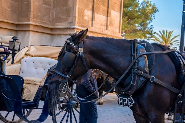 与马术站在一起的人的特写 背景为哥特式教堂 古城美丽的黑马牵着马车 — 图库照片
