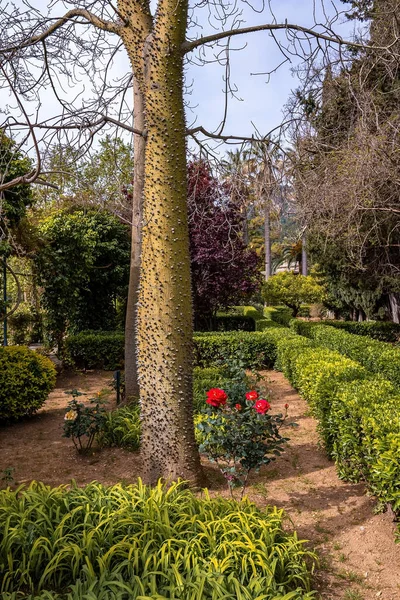 Şehirdeki parkta yetişen ağaçlar ve çiçekli bitkiler. Gökyüzüne karşı botanik bahçesi. Tarihi şehirde bahçıvanlık.