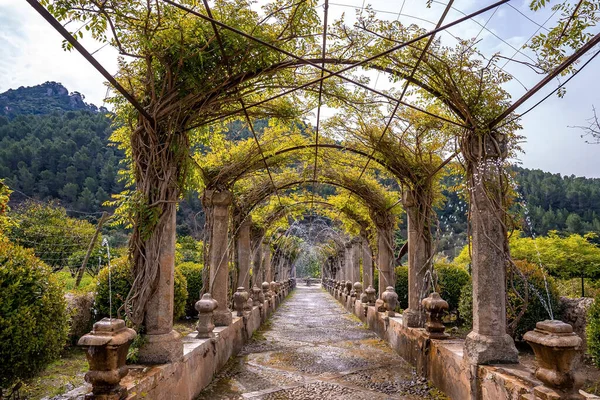 View Creepers Plants Covered Pergola Amidst Trees Old Column Structure — Foto de Stock