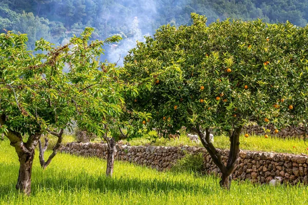 Orange trees growing on grassy field. Fruit tree growing in orchard against forest. Sheep grazing by stone wall in background.