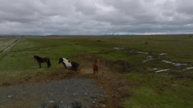 Tarlada koşuşturan güzel İzlanda atları. Çevrelerinde inanılmaz bir doğa olan hava manzarası..