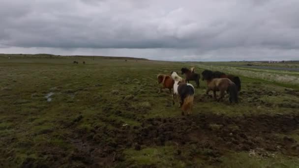 美しいアイスランドの馬が畑を駆け回っています 周囲の素晴らしい自然との空中の景色 — ストック動画