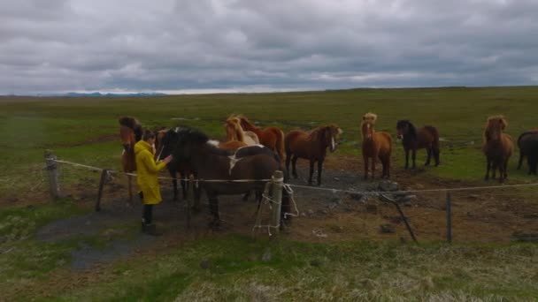 Όμορφα Ισλανδικά Άλογα Τρέχουν Στο Χωράφι Αεροφωτογραφία Μια Καταπληκτική Φύση — Αρχείο Βίντεο
