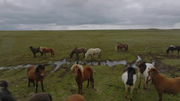 Vackra Islandshästar Som Springer Runt Fältet Flygfoto Med Fantastisk Natur — Stockvideo