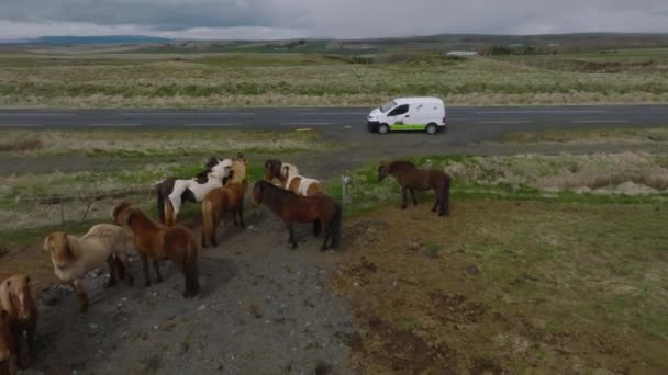 Vackra Islandshästar Som Springer Runt Fältet Flygfoto Med Fantastisk Natur — Stockvideo