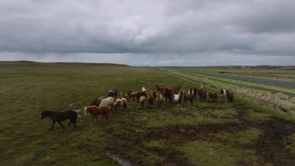 Красивые Исландские Лошади Бегают Полю Вид Воздуха Удивительной Природой Вокруг — стоковое видео