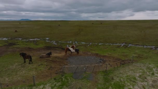 Beautiful Icelandic Horses Running Field Aerial View Amazing Nature Them — Stock Video