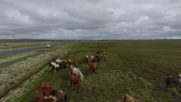 Schöne Islandpferde Die Auf Dem Feld Herumlaufen Luftaufnahme Mit Einer — Stockvideo