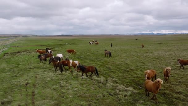 Letecký Pohled Seljalandsfoss Nachází Jižním Regionu Islandu Přímo Silnice1 Návštěvníci — Stock video