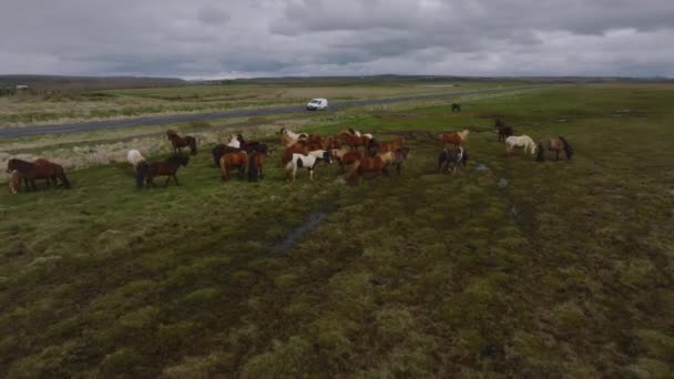Krásné Islandské Koně Pobíhají Poli Letecký Pohled Úžasnou Přírodou Kolem — Stock video