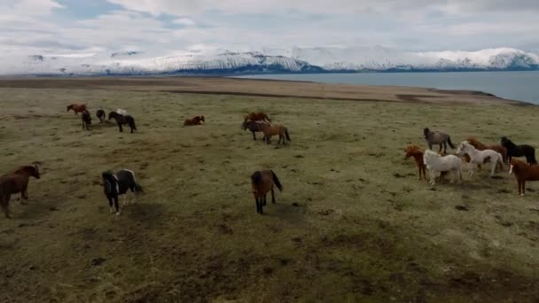 Krásné Islandské Koně Pobíhají Poli Letecký Pohled Úžasnou Přírodou Kolem — Stock video