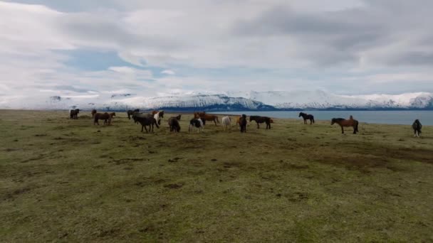 Hermosos Caballos Islandeses Corriendo Por Campo Vista Aérea Con Una — Vídeos de Stock