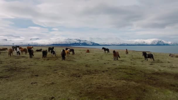 Vackra Islandshästar Som Springer Runt Fältet Flygfoto Med Fantastisk Natur — Stockvideo
