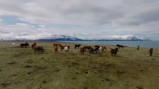 Όμορφα Ισλανδικά Άλογα Τρέχουν Στο Χωράφι Αεροφωτογραφία Μια Καταπληκτική Φύση — Αρχείο Βίντεο