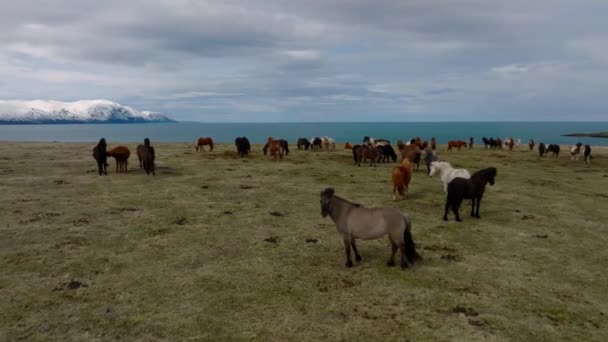 Belos Cavalos Islandeses Correndo Campo Vista Aérea Com Uma Natureza — Vídeo de Stock