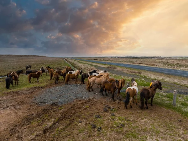 Όμορφα Ισλανδικά Άλογα Τρέχουν Στο Χωράφι Αεροφωτογραφία Μια Καταπληκτική Φύση — Φωτογραφία Αρχείου